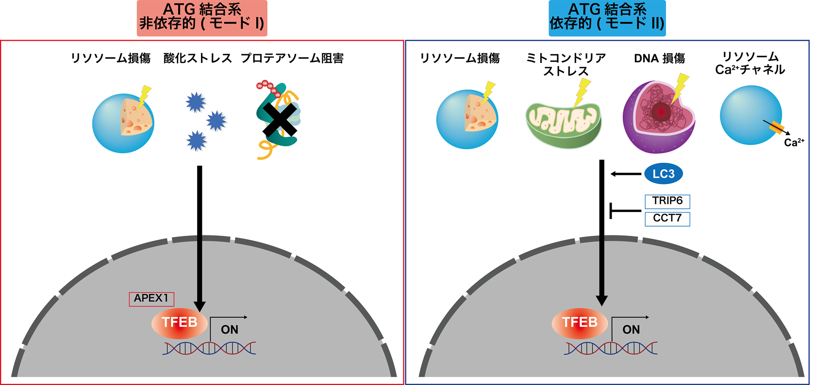 研究成果(生化学)TFEB